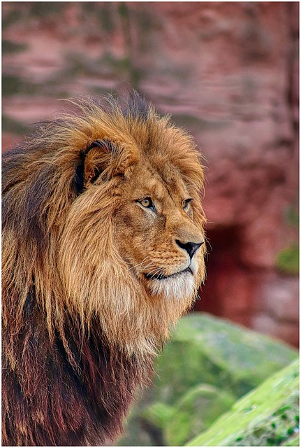 lion, pet, nature, mane, wild, animal, cat